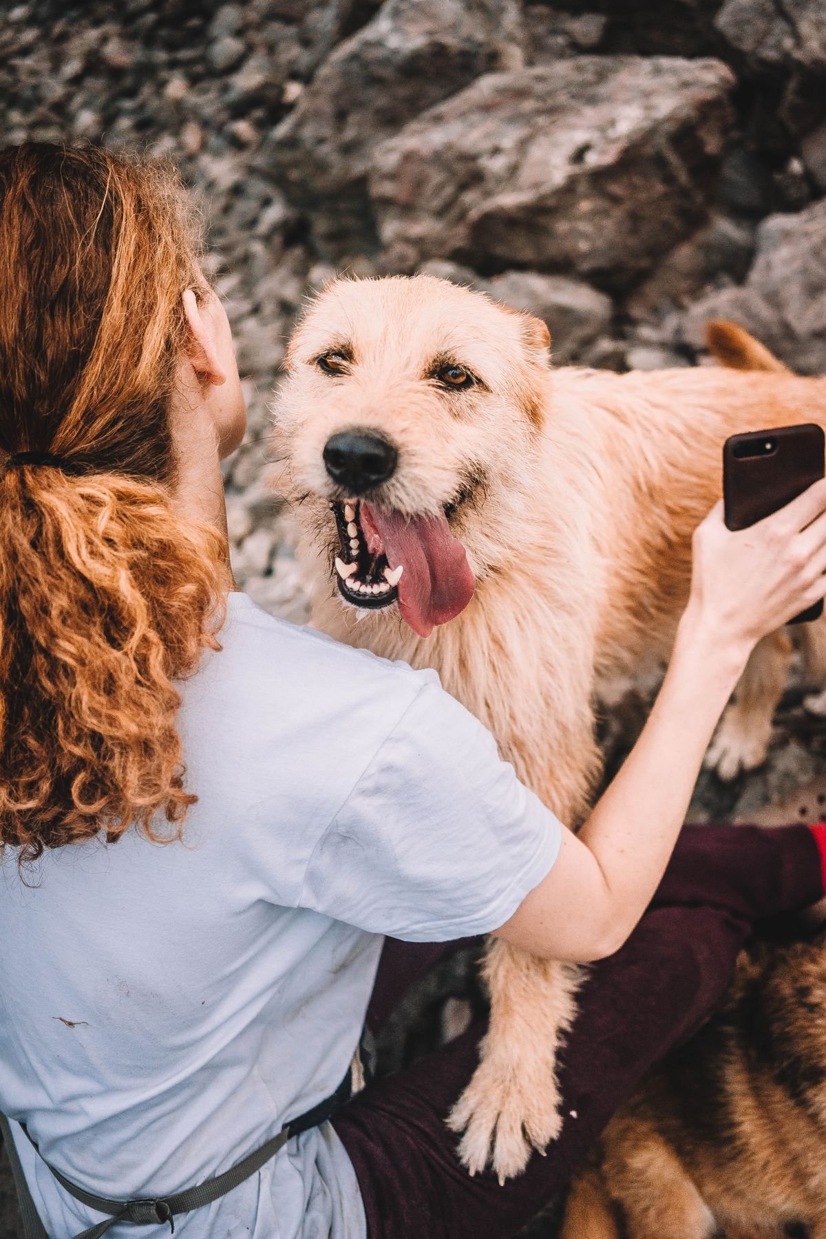 Pet Influencers: Como os Bichos Estão Dominando as Redes Sociais