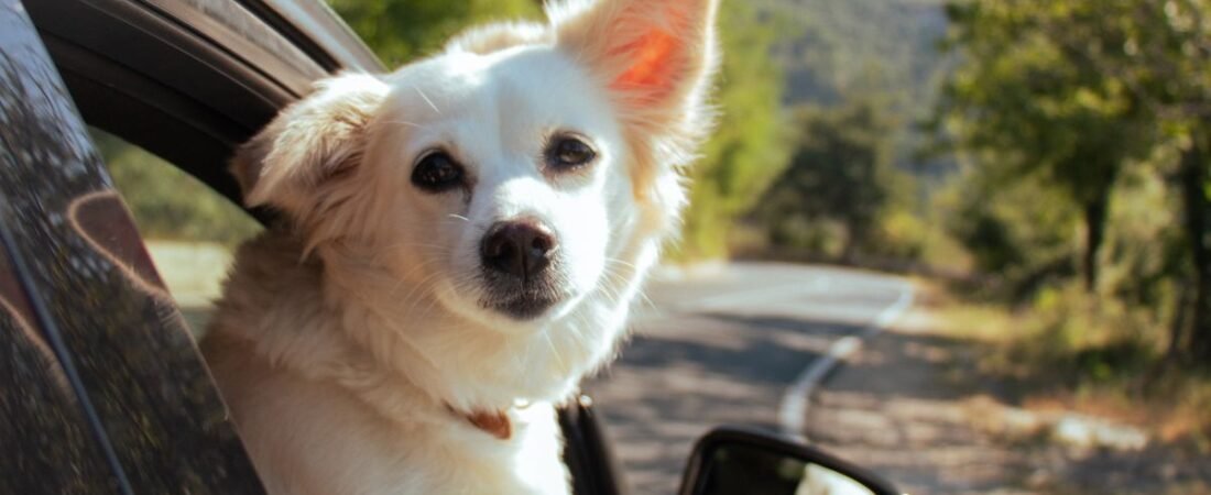 Viajando com Pets: Dicas Essenciais para Passeios Pet Friendly