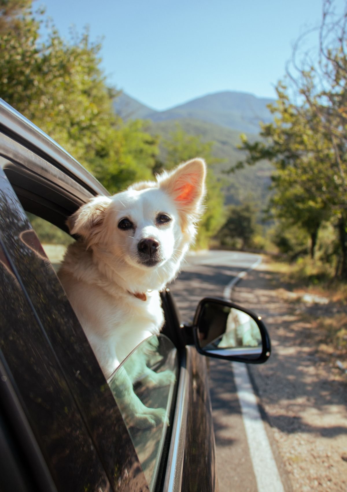 Viajando com Pets: Dicas Essenciais para Passeios Pet Friendly