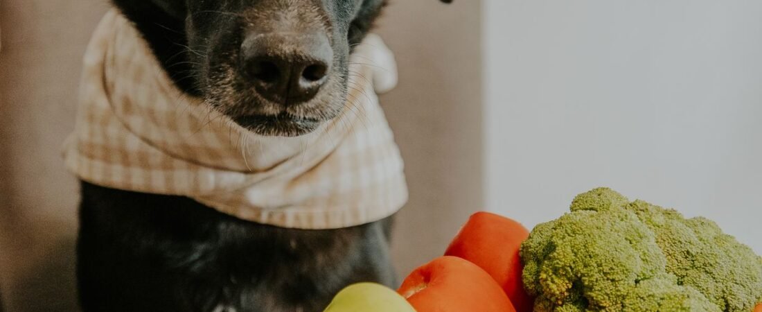 Alimentação Natural para Pets: Vale a Pena Aderir à Tendência?