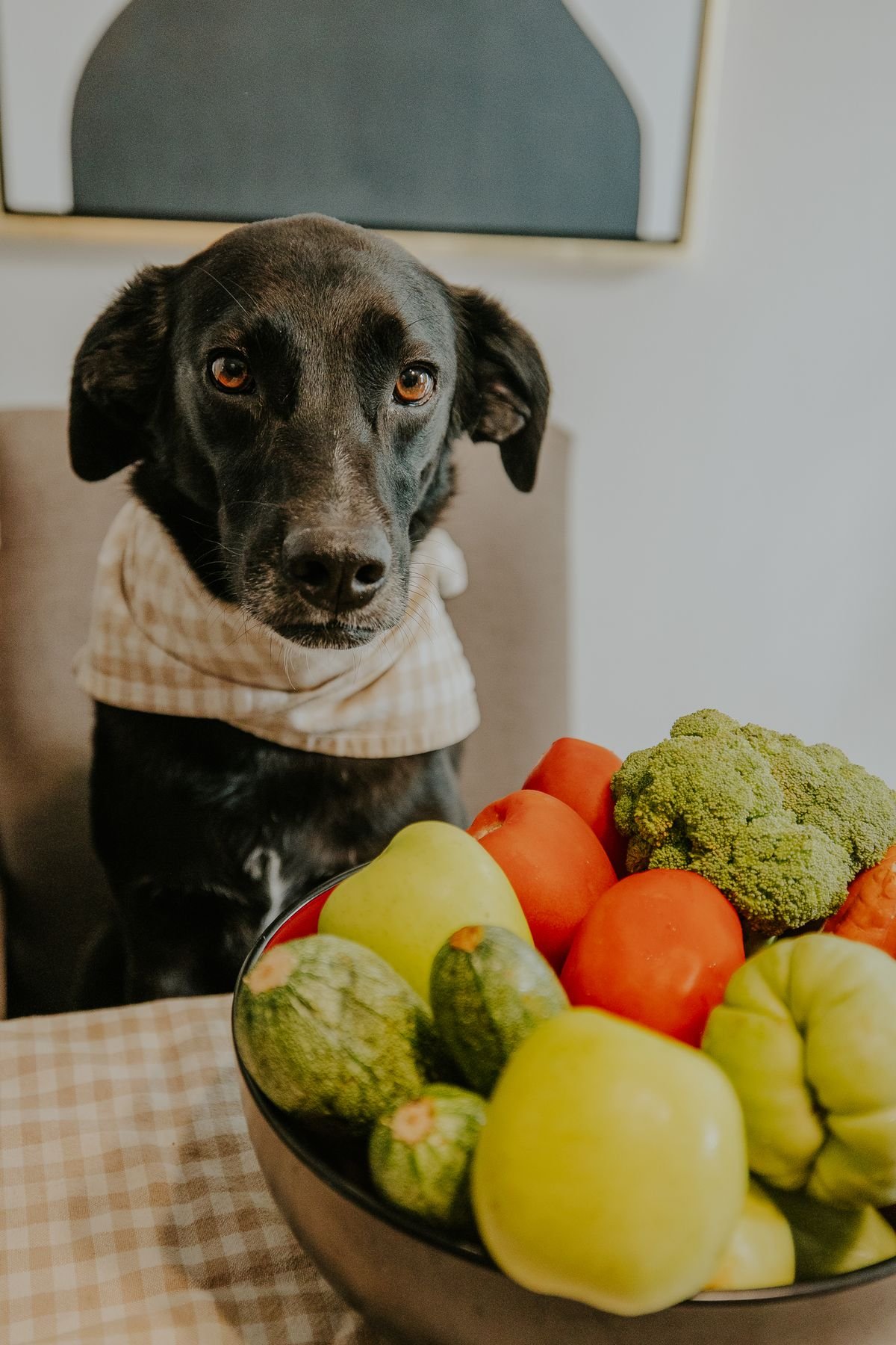 Alimentação Natural para Pets: Vale a Pena Aderir à Tendência?