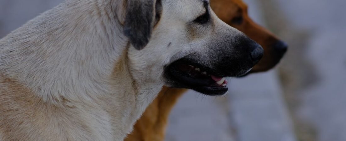 Adestramento Positivo: Como Educar seu Cão sem Estresse