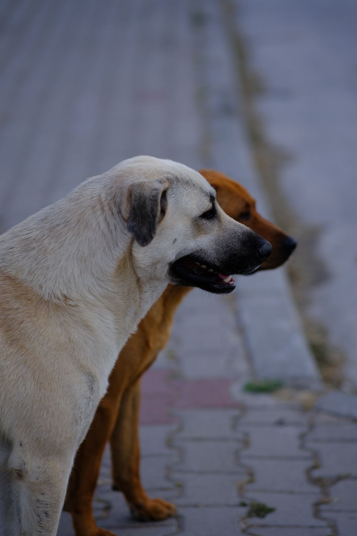 Adestramento Positivo: Como Educar seu Cão sem Estresse